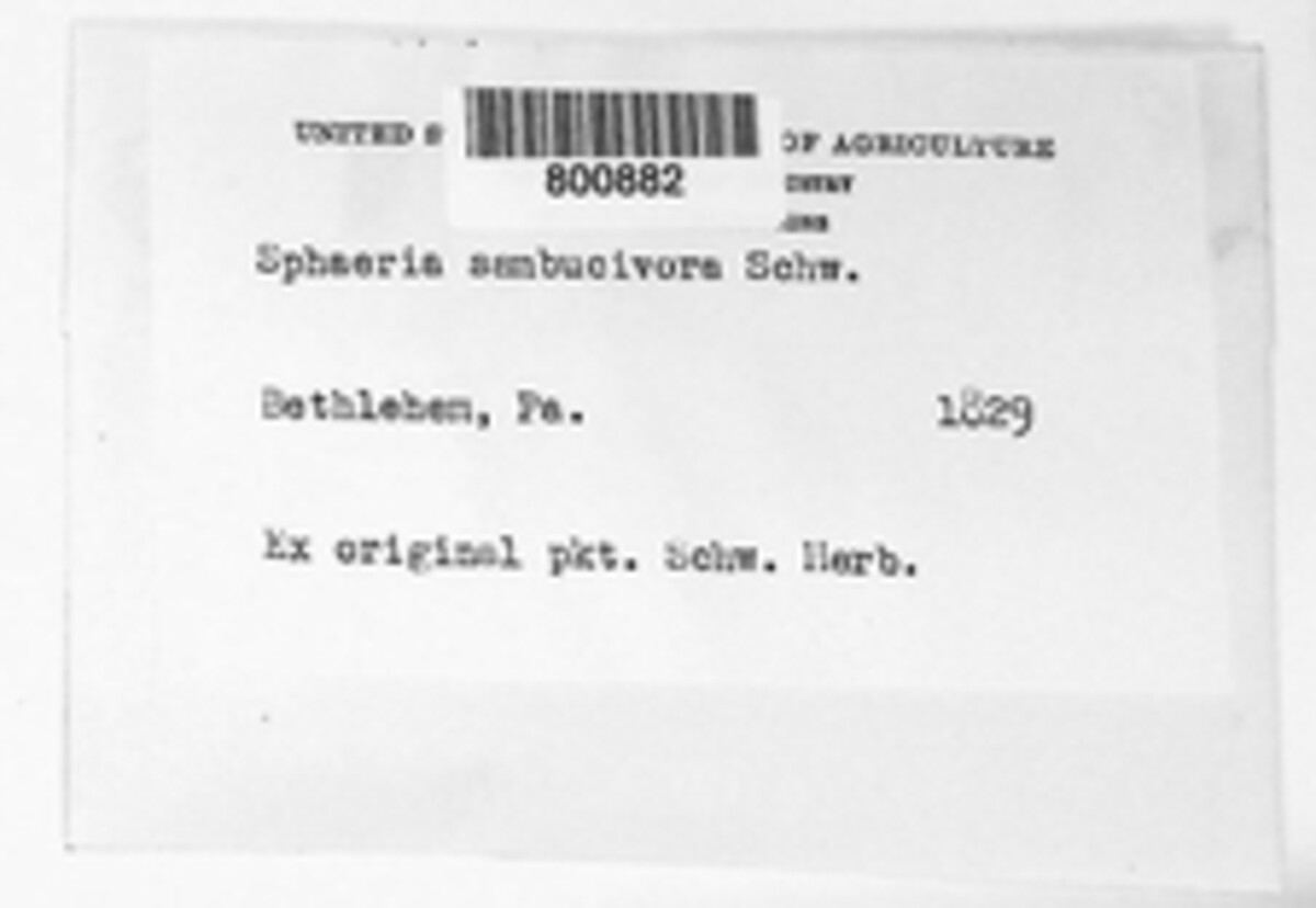 Sphaeria sambucivora image